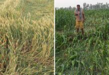 हावाहुरीसहितको असिनाले किसान चिन्तित, हजारौँ बिघाको बाली नष्ट